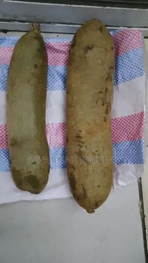 Fresh Kigelia Africana Fruit - Muratina Fruit