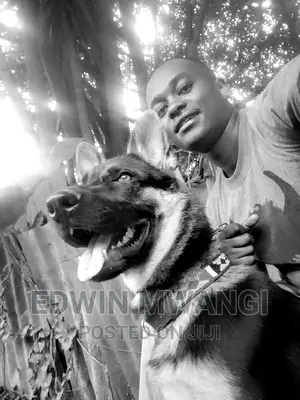 Dog Training