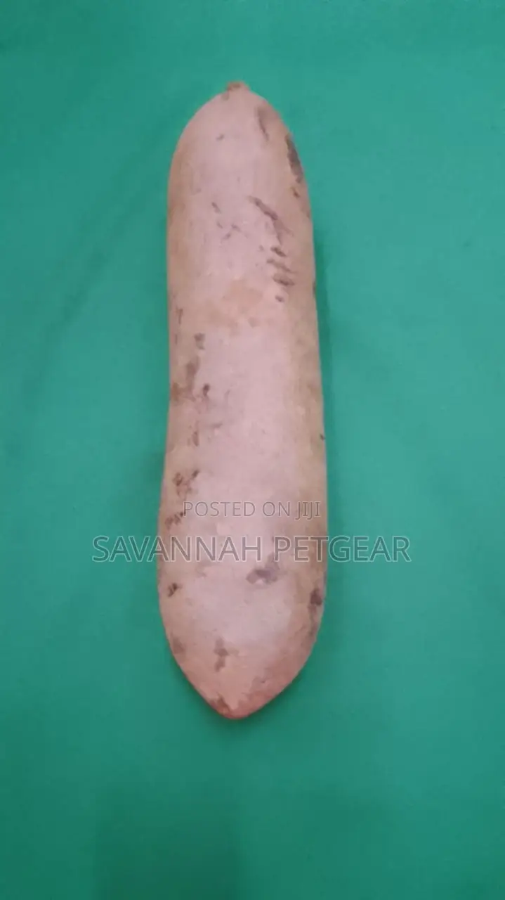 Fresh Kigelia Africana Fruit - Muratina Fruit