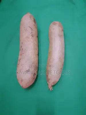 Fresh Kigelia Africana Fruit - Muratina Fruit