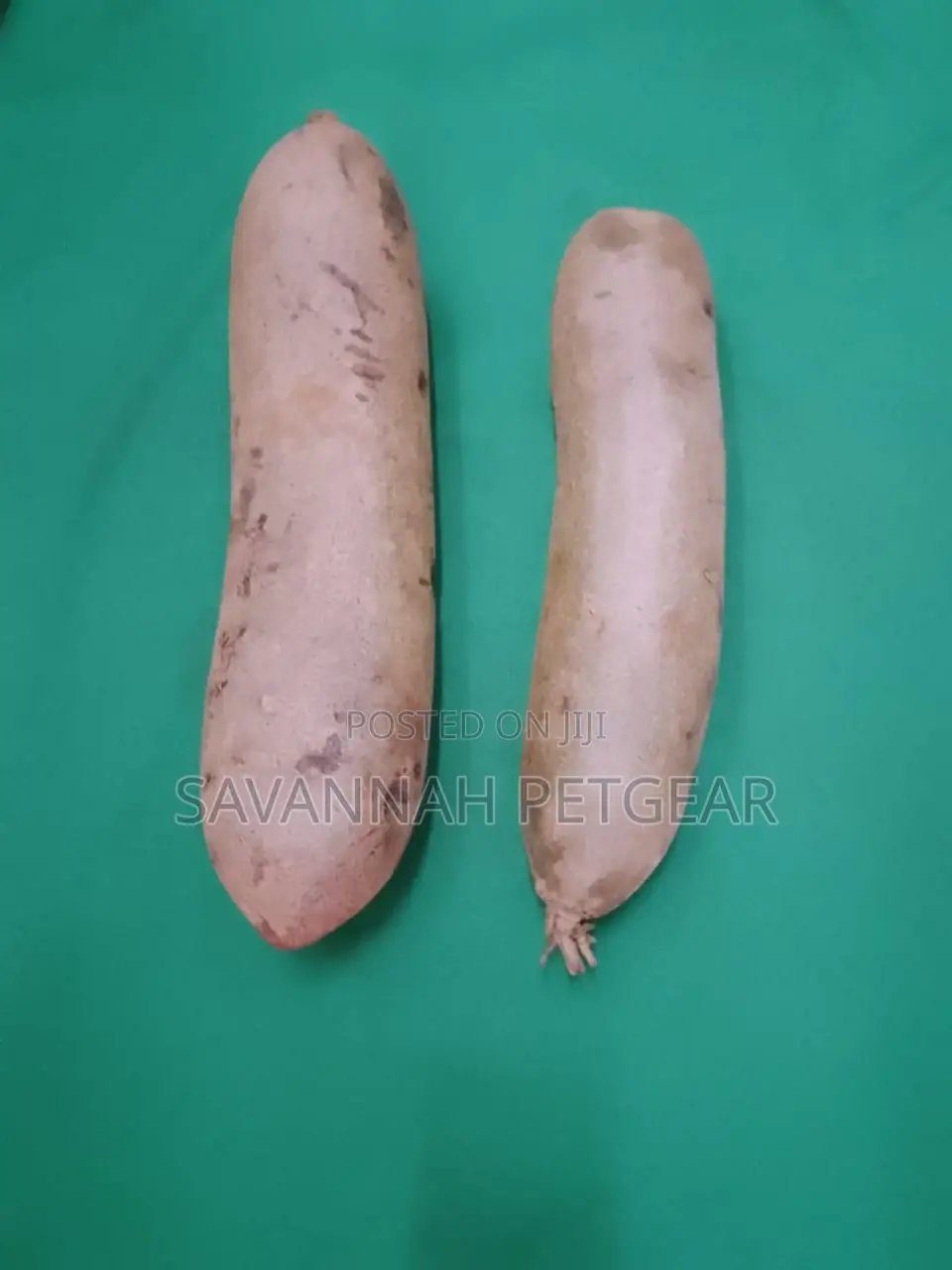 Fresh Kigelia Africana Fruit - Muratina Fruit