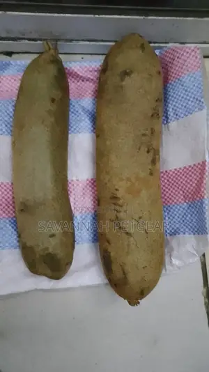 Fresh Kigelia Africana Fruit - Muratina Fruit