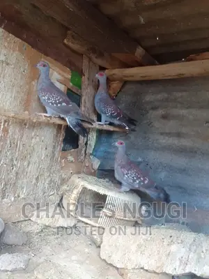 Pigeon for Sale