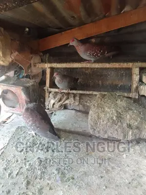 Pigeon for Sale