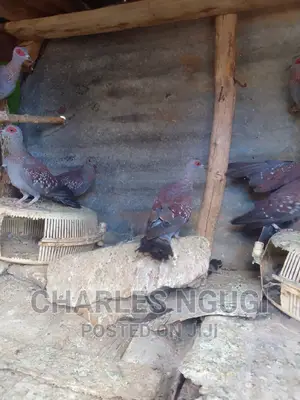 Pigeon for Sale