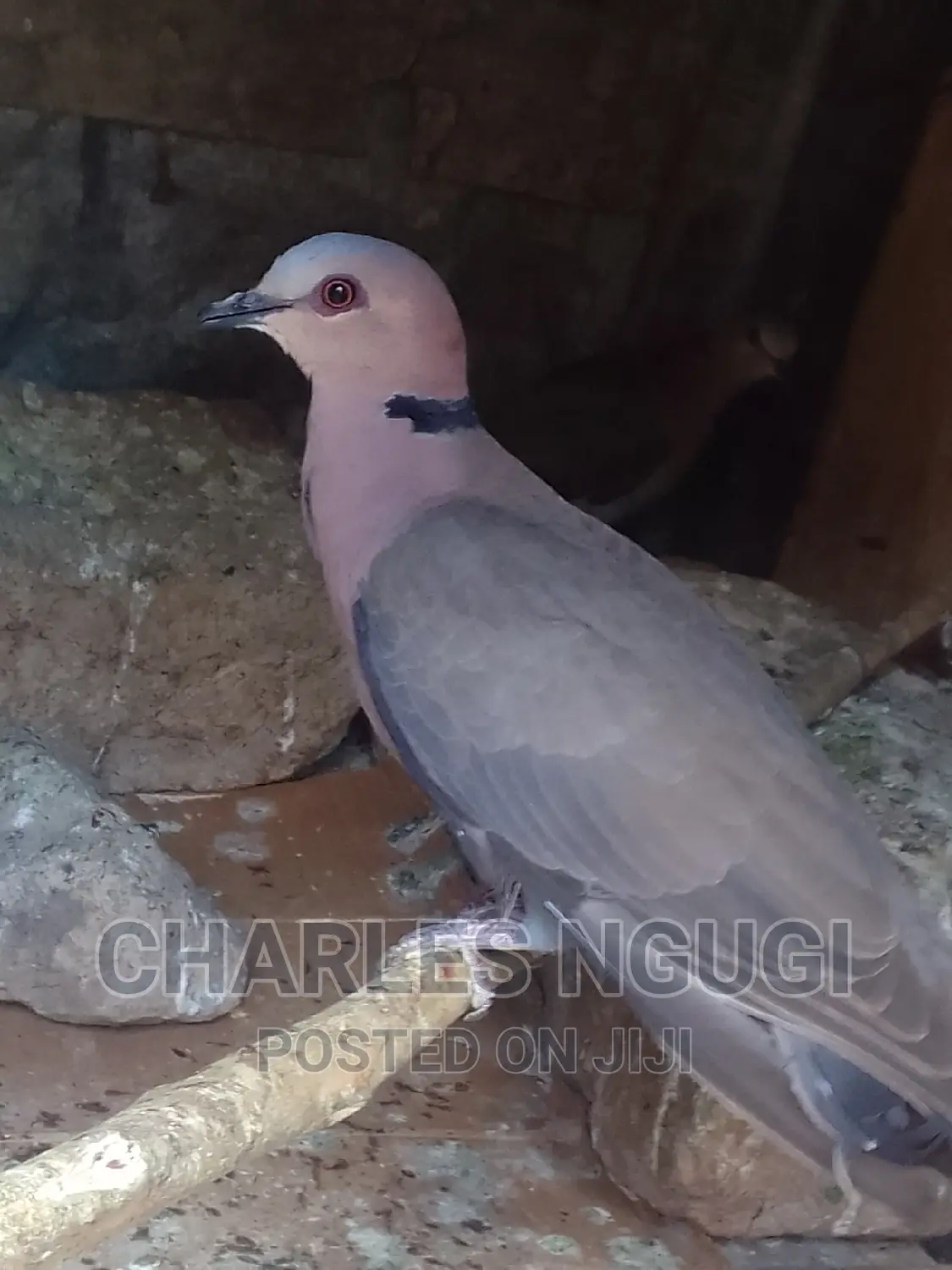 Pigeon for Sale