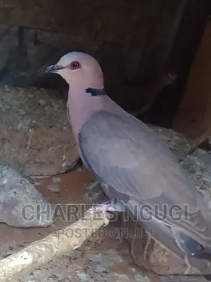 Pigeon for Sale