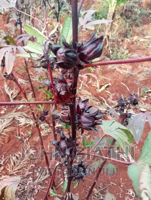 Hibiscus Rosella Seeds Per Kg