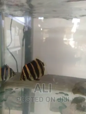 Aquariums, Fish, Accesories N Birds