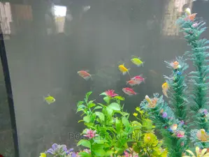Aquariums, Fish, Accesories N Birds