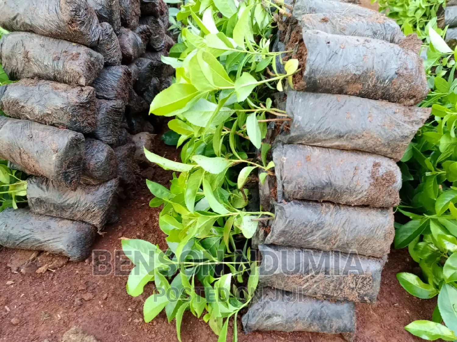 Original Muguka Seedlings for Sale.
