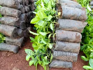 Original Muguka Seedlings for Sale.