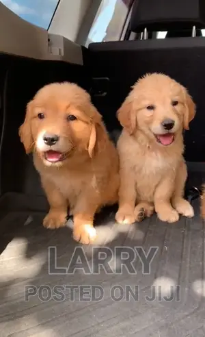 1-3 months Female Purebred Golden Retriever