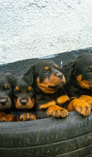 1-3 months Male Purebred Rottweiler
