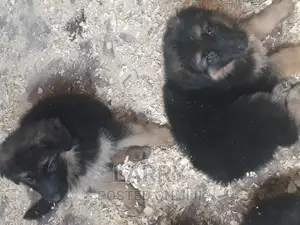1-3 months Female Purebred German Shepherd