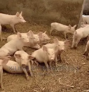 Pigs & Piglets Landrace,Duroc,Largewhite,Maxgro,Cambrough