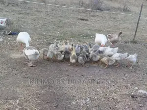 Gosling ( Geese Chicks ) 1 Month
