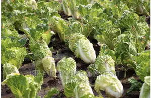 Chinese Cabbage Seedlings Moq 100pcs