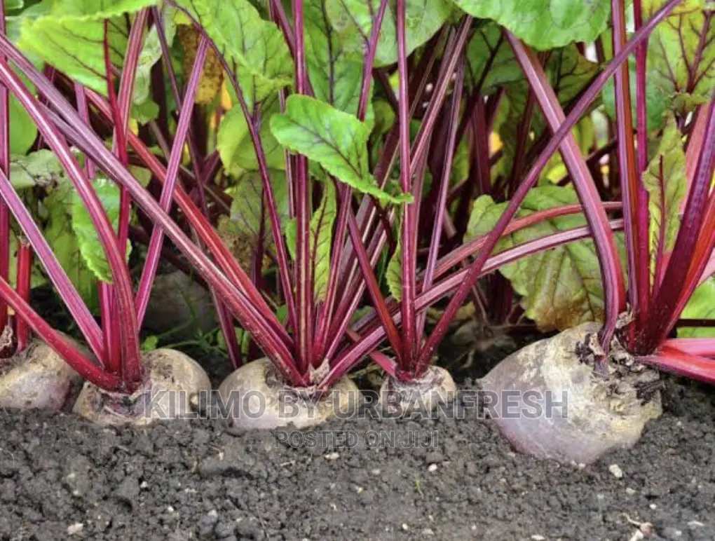 Beetroot Seedlings Available Moq 100.
