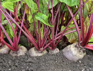 Beetroot Seedlings Available Moq 100.