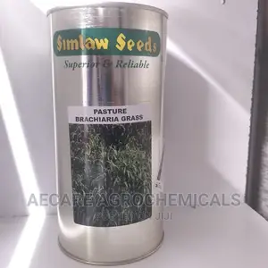PASTURE BRACHARIA GRASS (Simlaw Seeds) 500grams