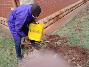 Termites and Queen Removal Fumigation