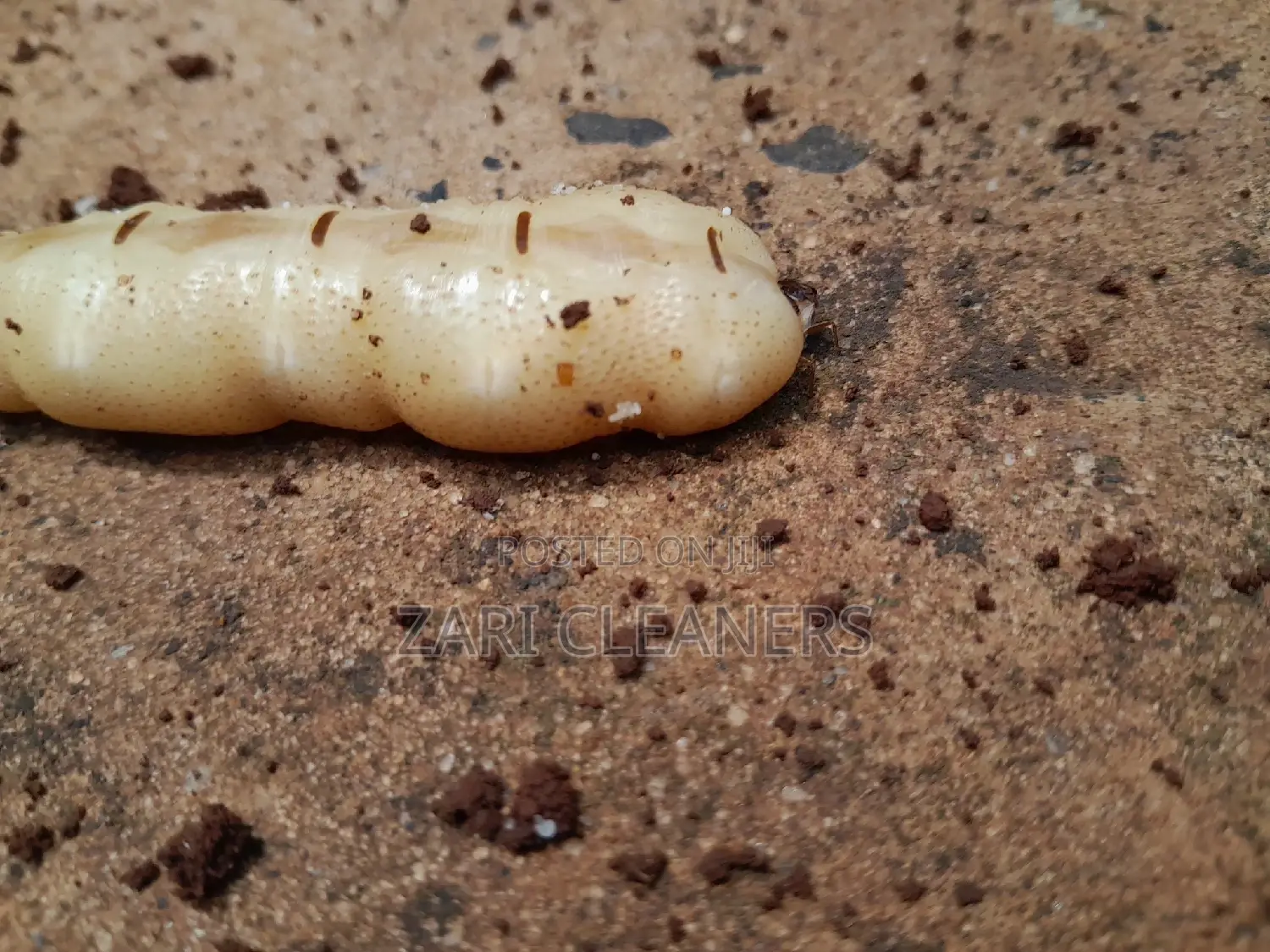 Termites and Queen Removal Fumigation
