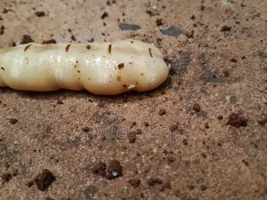 Termites and Queen Removal Fumigation