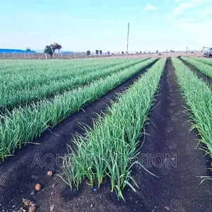 Garlic Under Drip Irrigation System