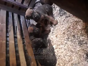 1-3 months Male Purebred Boerboel
