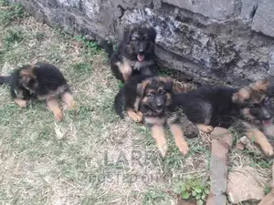 1-3 months Female Purebred German Shepherd