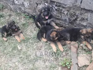 1-3 months Female Purebred German Shepherd