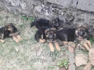 1-3 months Female Purebred German Shepherd
