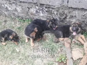 1-3 months Female Purebred German Shepherd