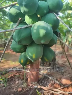Malkia / Calina / Solo Dwarf Pawpaw Seedling Moq 10.