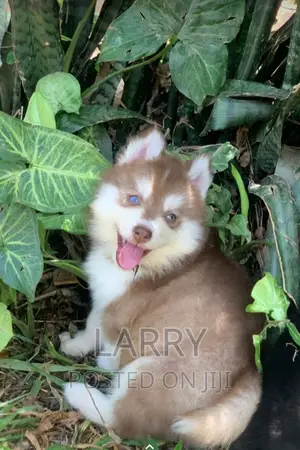 1-3 months Male Purebred Siberian Husky