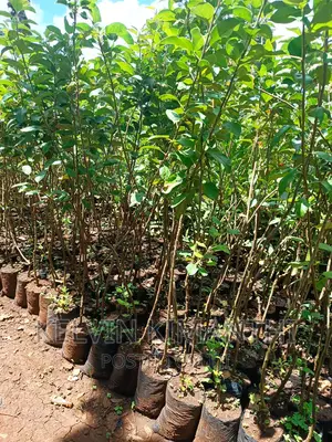 Apple Seedlings Grafted With M9 Rootstock.