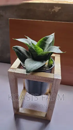 Wooden Design Snake Plant