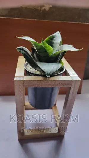 Wooden Design Snake Plant