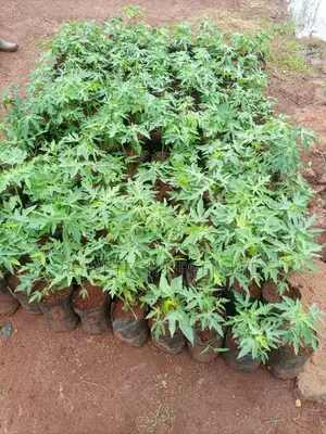 Paw Paw Seedlings