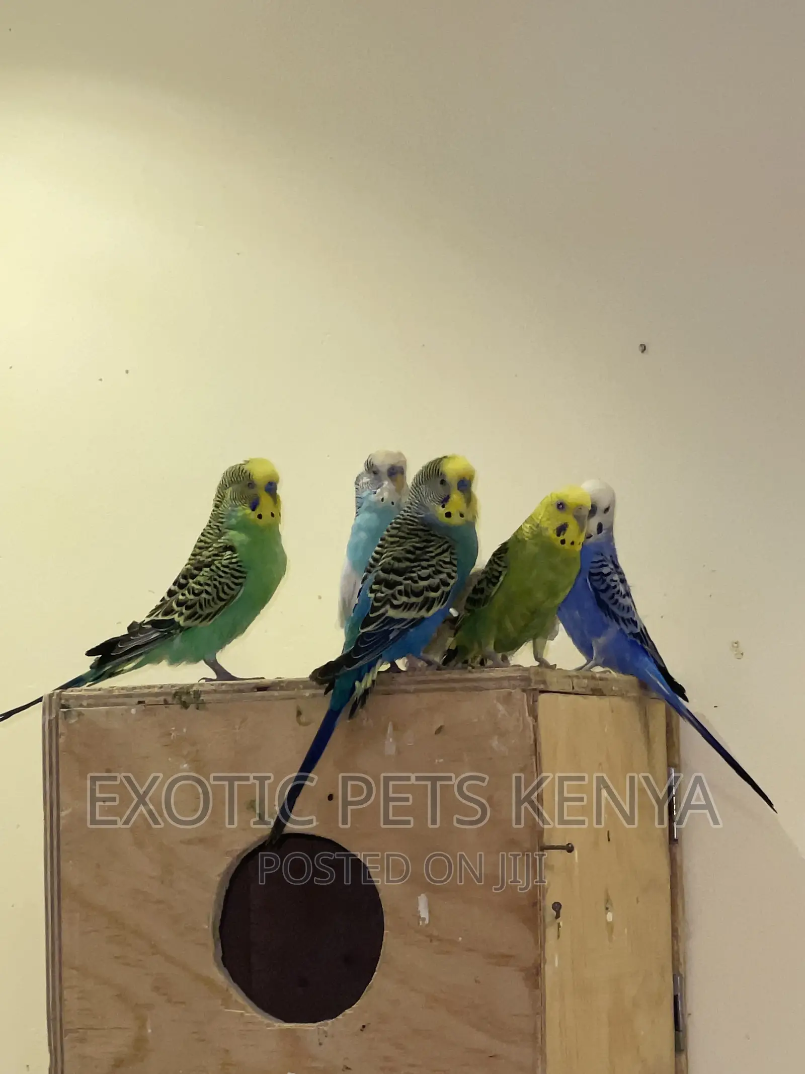 Australian Budgies/Parakeets