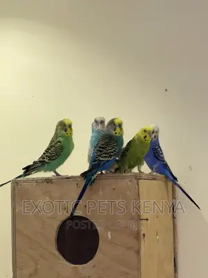 Australian Budgies/Parakeets