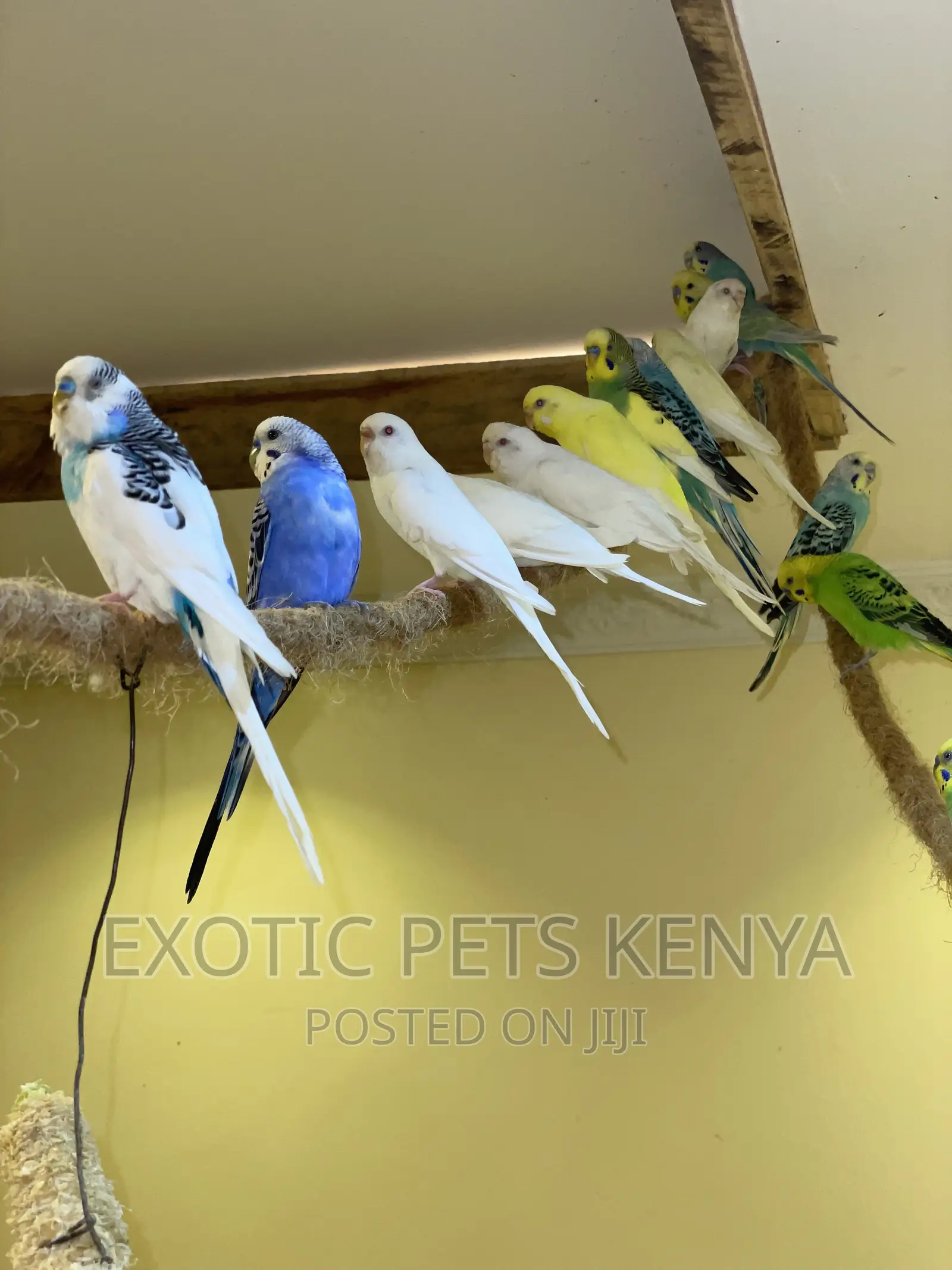 Australian Budgies/Parakeets