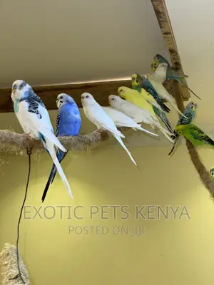 Australian Budgies/Parakeets