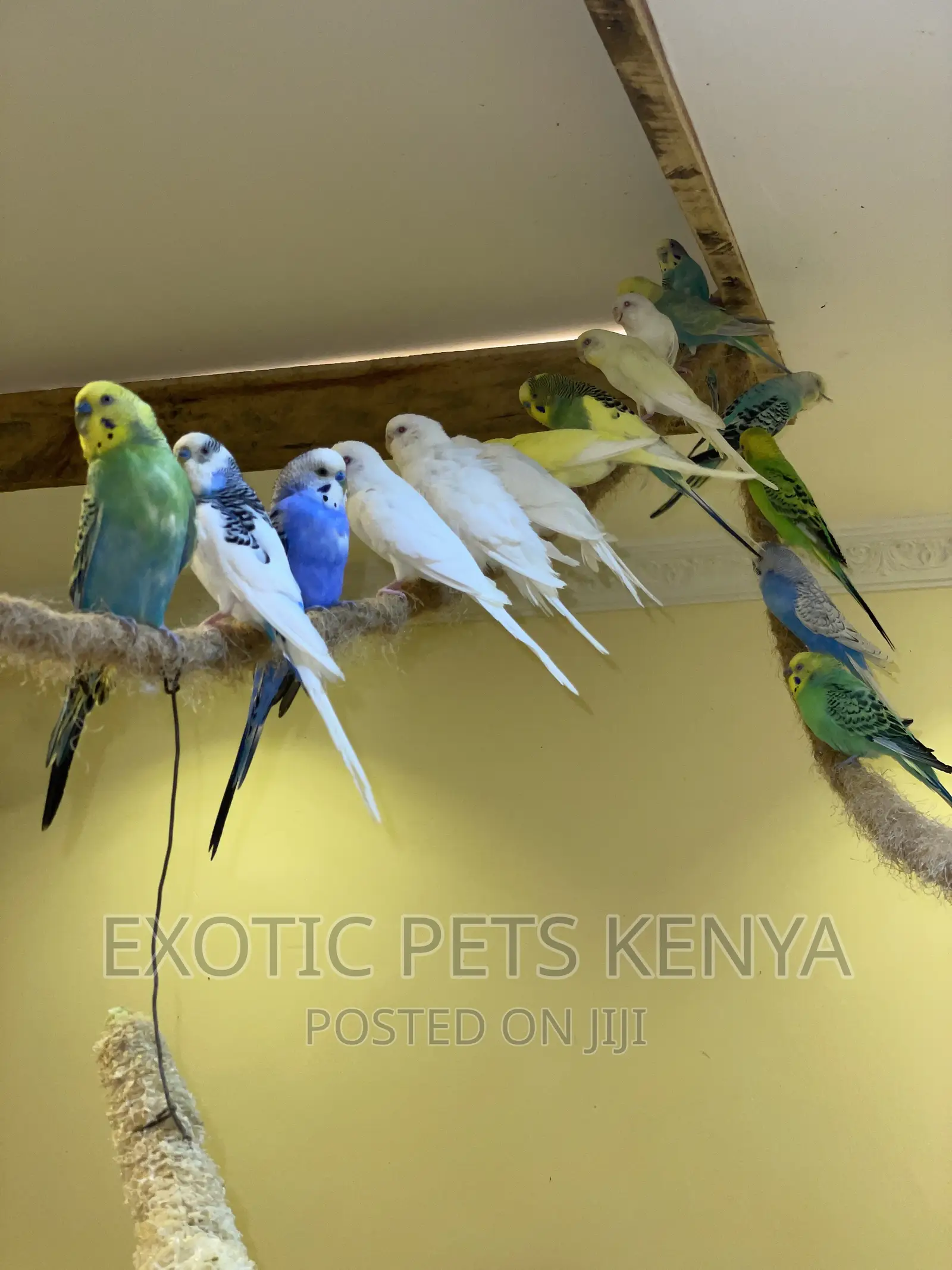 Australian Budgies/Parakeets