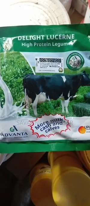 Delight Lucerne From Advanta - 1kg