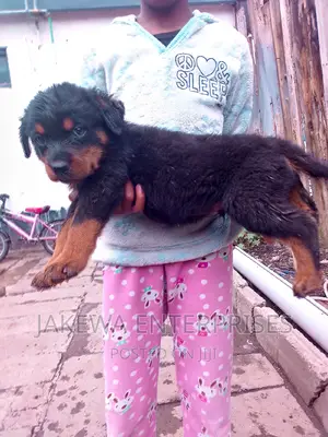 1-3 months Male Purebred Rottweiler