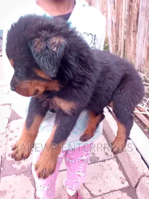 1-3 months Male Purebred Rottweiler