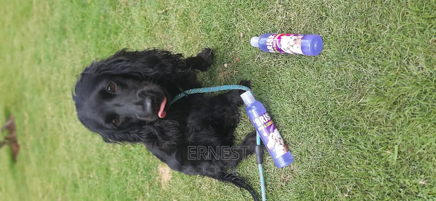 Brisky Dog Cat Shampoo.