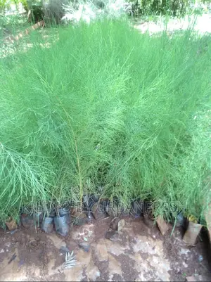 Casuarina Tree Seedlings Bunch 50
